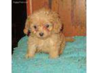 Cavapoo Puppy for sale in Uniontown, KS, USA