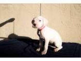 Dogo Argentino Puppy for sale in Fairfield, CA, USA