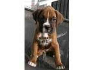 Boxer Puppy for sale in Nicholls, GA, USA