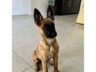 Belgian Malinois Puppy for sale in Naples, FL, USA