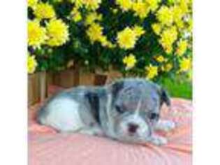 French Bulldog Puppy for sale in Danville, AL, USA