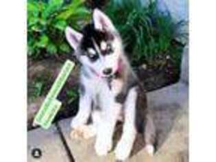 Siberian Husky Puppy for sale in Greensboro, NC, USA