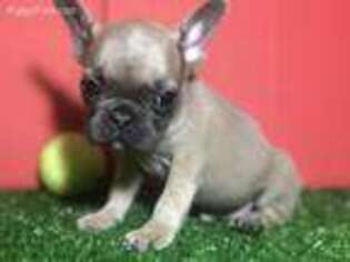 French Bulldog Puppy for sale in Uniondale, NY, USA