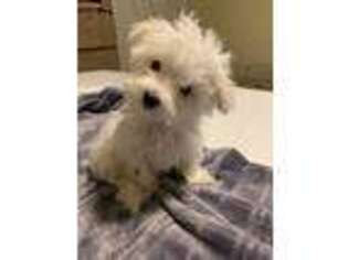 Maltese Puppy for sale in Knoxville, TN, USA