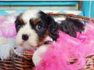 Cavalier King Charles Spaniel Puppy for sale in NEWPORT BEACH, CA, USA