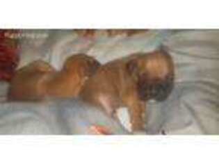 Boxer Puppy for sale in Green Bay, WI, USA