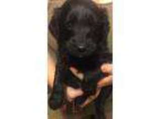 Goldendoodle Puppy for sale in Sullivan, OH, USA