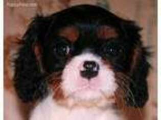 Cavalier King Charles Spaniel Puppy for sale in Viola, AR, USA