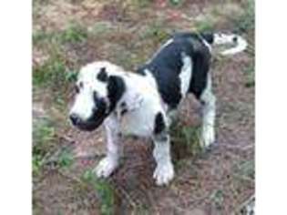 Great Dane Puppy for sale in Union, MS, USA