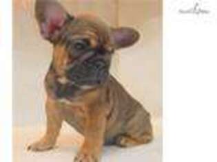 French Bulldog Puppy for sale in Worcester, MA, USA