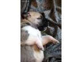 Anatolian Shepherd Puppy for sale in Gilbert, AZ, USA