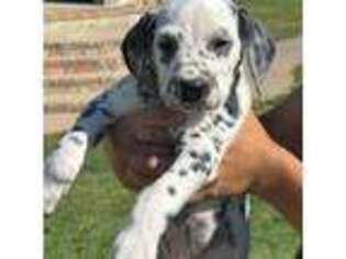 Dalmatian Puppy for sale in Elk City, OK, USA