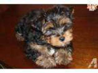 Yorkshire Terrier Puppy for sale in GOODYEAR, AZ, USA