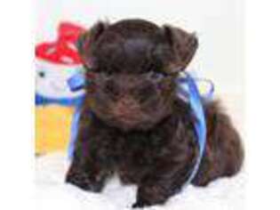 Mutt Puppy for sale in Chandler, OK, USA