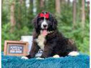 Bernese Mountain Dog Puppy for sale in Troutman, NC, USA