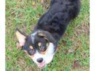 Pembroke Welsh Corgi Puppy for sale in Kirksville, MO, USA