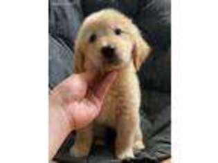 Golden Retriever Puppy for sale in Buena Park, CA, USA