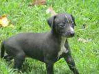 Italian Greyhound Puppy for sale in Moreland, GA, USA