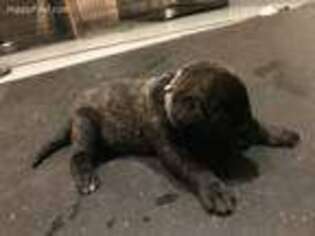 Mastiff Puppy for sale in San Antonio, TX, USA