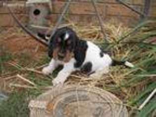 Basset Hound Puppy for sale in Carney, OK, USA