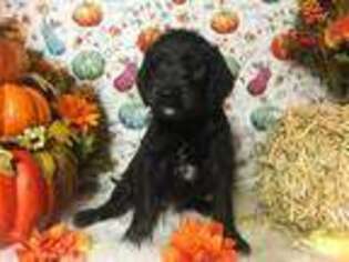 Labradoodle Puppy for sale in Reeds Spring, MO, USA