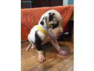 Great Dane Puppy for sale in Darlington, SC, USA