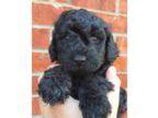 Goldendoodle Puppy for sale in Bentonville, AR, USA