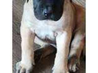 Mastiff Puppy for sale in Fayetteville, NC, USA