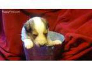 Collie Puppy for sale in Riverside, AL, USA