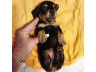 Dachshund Puppy for sale in Dunnellon, FL, USA