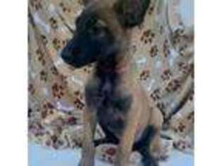 Belgian Malinois Puppy for sale in Taylor, AZ, USA