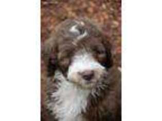 Mutt Puppy for sale in Clinton, SC, USA