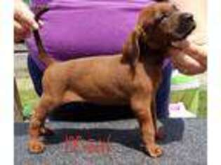 Redbone Coonhound Puppy for sale in Grovespring, MO, USA