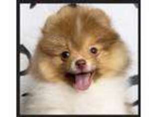 Pomeranian Puppy for sale in Oklahoma City, OK, USA