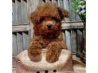 Mutt Puppy for sale in Rainbow City, AL, USA