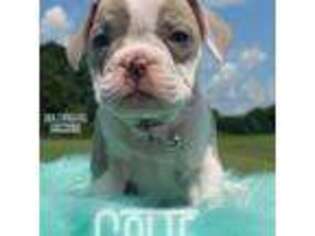 Bulldog Puppy for sale in Smithtown, NY, USA