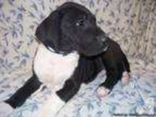 Great Dane Puppy for sale in PRIEST LAKE, ID, USA