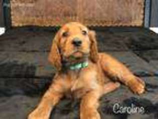 Irish Setter Puppy for sale in Wilkes Barre, PA, USA