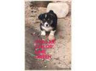Pembroke Welsh Corgi Puppy for sale in Lusk, WY, USA