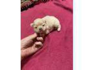 Pekingese Puppy for sale in Canton, TX, USA