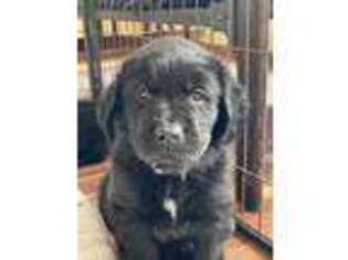Newfoundland Puppy for sale in Demotte, IN, USA