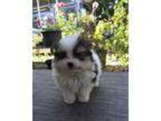Pomeranian Puppy for sale in Spanaway, WA, USA