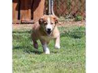 Border Collie Puppy for sale in Harmony, NC, USA