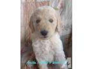 Goldendoodle Puppy for sale in MANZANITA, OR, USA
