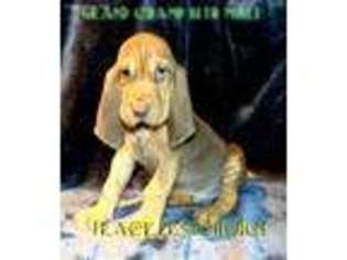 Bloodhound Puppy for sale in Waldron, AR, USA