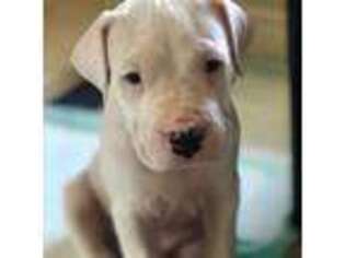 Dogo Argentino Puppy for sale in Los Fresnos, TX, USA