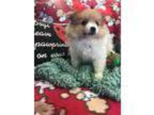 Pomeranian Puppy for sale in Archbold, OH, USA