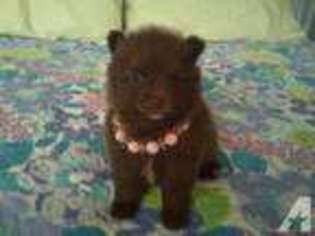 Pomeranian Puppy for sale in SAN MARCOS, CA, USA