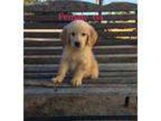 Golden Retriever Puppy for sale in Culbertson, NE, USA