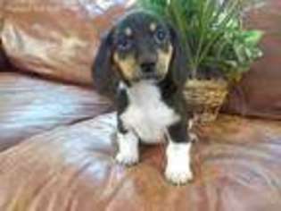 Dachshund Puppy for sale in Carson City, MI, USA